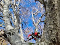 Alberi monumentali. Bando per la gestione e gli interventi di cura e salvaguardia degli alberi monumentali tutelati per l’annualità 2025