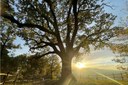 Approvata la Direttiva regionale per la conservazione degli alberi monumentali