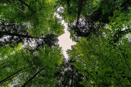 Forestazione: nasce il Registro regionale dei servizi ecosistemici per riconoscere il valore, anche economico, generato da boschi e foreste