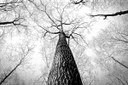 In Emilia-Romagna è legge la tutela degli alberi monumentali: approvato in Assemblea legislativa il progetto della Giunta regionale