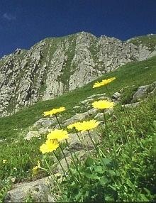 Doronicum columnae su praterie d'alta quota. Foto archivio Parco Nazionale Appennino tosco-emiliano