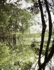 La foresta allagata di Punte Alberete RA. Foto Nicola Merloni, Mostra e Catalogo Biodiversità in Emilia-Romagna 2003