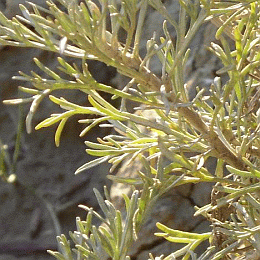 Rametti carnosi e glaucescenti di Artemisia cretacea, endemismo tosco emiliano-romagnolo delle argille calanchive. Foto Stefano Bassi, archivio personale