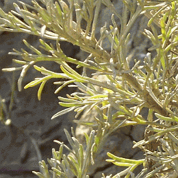 Rametti carnosi e glaucescenti di Artemisia cretacea, endemismo tosco emiliano-romagnolo delle argille calanchive. Foto Stefano Bassi