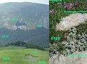 Mosaico di ambienti appenninici in alta quota (Monte Cusna): identificazione di habitat d'interesse comunitario e specie collegate. Foto Stefano Bassi