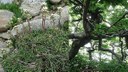 Ambienti appenninici in alta quota (Monte Cusna): cuscini di Saxifraga paniculata e faggi contorti in situazione di crinale. Foto Stefano Bassi