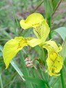 Iris pseudacorus, specie spontanea dei fossi e dei bordi umidi in pianura. Foto Stefano Bassi