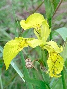 Iris pseudacorus, specie spontanea dei fossi e dei bordi umidi in pianura. Foto Stefano Bassi