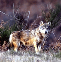 Lupo appenninico (Canis lupus). Foto Maurizio Bonora, Mostra e Catalogo Biodiversità in Emilia-Romagna 2003