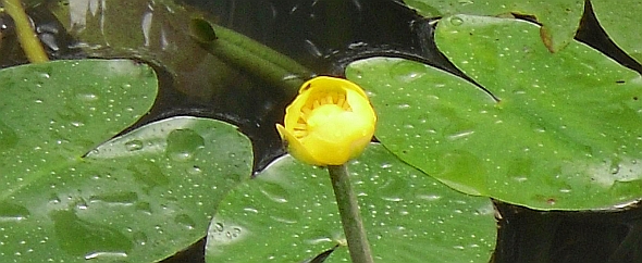 Nannufaro (Nuphar lutea), specie di vegetazione radicata galleggiante in acque debolmente correnti: habitat acquatico Ny, affine e in parte corrispondente al 3150 di interesse comunitario. Foto Stefano Bassi, archivio personale