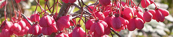 Berretto da prete (Euonymus europaeus), arbusto tipico del margine dei querceti termofili. Foto Stefano Bassi, archivio personale