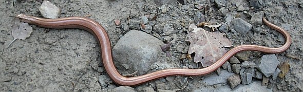 Un po' lucertola e un po' serpente, l'orbettino (Anguis fragilis) frequenta luoghi freschi e marginali. Foto Stefano Bassi