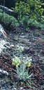Aggruppamento pioniere su gesso con Onosma echioides e Artemisia alba su tappeto di Sedum: habitat rupestre di calcicole 6110. Foto Stefano Bassi, Cheilanthes - Viaggio botanico in val Sintria (Sandro Bassi, 2004)
