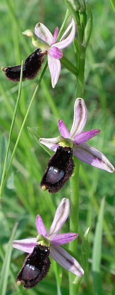 Ophrys bertolonii (benacensis?) su prateria semiarida (habitat 6210 di interesse comunitario). Foto Stefano Bassi, archivio personale