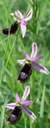Ophrys bertolonii su prateria semiarida (habitat 6210 di interesse comunitario). Foto Stefano Bassi