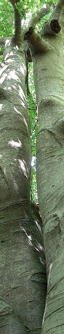 Fusti di faggio concresciuti in foresta matura e strutturalmente evoluta. Foto Stefano Bassi, archivio personale