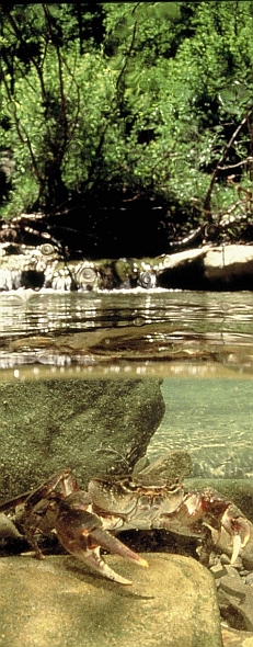 Granchio di fiume (Potamon fluviatile) nel suo ambiente naturale. Foto Fabio Liverani, archivio Servizio Parchi e Risorse forestali