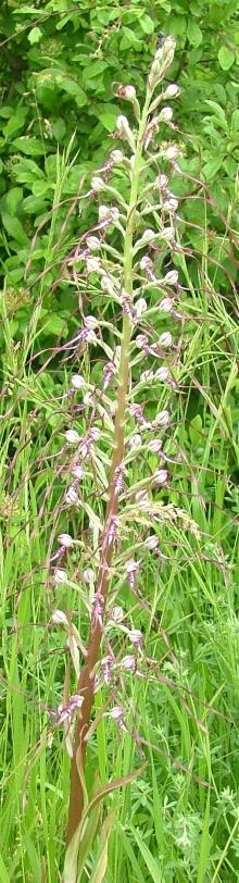 Orchidea Himantoglossum adriaticum, specie di interesse conservazionistico comunitario. Foto Stefano Bassi, archivio personale