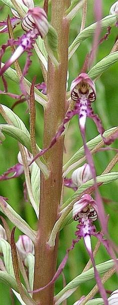 Orchidea Himantoglossum adriaticum, specie di interesse conservazionistico comunitario. Foto Sandro Bassi, archivio personale 