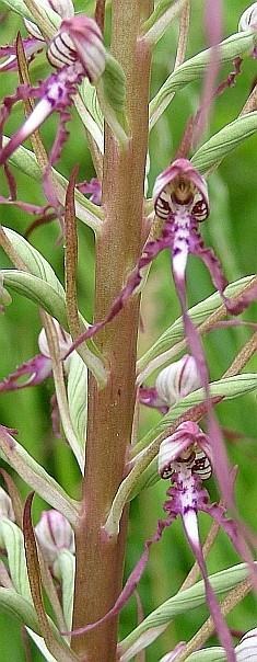 Orchidea Himantoglossum adriaticum, specie di interesse conservazionistico comunitario. Foto Sandro Bassi