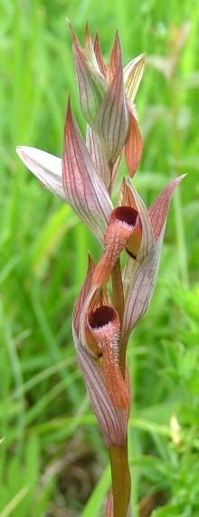 Orchidea Serapias vomeracea, rara a livello regionale. Foto Sandro Bassi