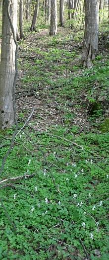 Sottobosco di geofite con fioritura di Corydalis cava all'ombra di tiglio, acero opalo e borsolo in profonda dolina gessosa: habitat forestale molto diversificato, attribuito a 9180 (Tilio-acerion di forra). Foto Stefano Bassi, archivio personale