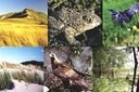 Specie e habitat d'interesse comunitario. Immagine archivio Servizio Parchi e Risorse forestali RER