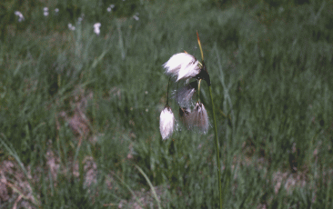 Pennacchi di Eriophorum angustifolium su prateria torbosa in alta quota. Foto Renato Gerdol, Mostra e Catalogo Biodiversità in Emilia-Romagna 2003