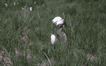 102 Pennacchi di Eriophorum angustifolium su prateria torbosa in alta quota. Foto Renato Gerdol, Mostra e Catalogo Biodiversità in Emilia-Romagna 2003