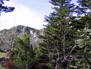 103 Pino uncinato (Pinus mugo subsp. uncinata), Abete bianco (Abies alba) e Sorbo degli Uccellatori (Sorbus aucuparia). Foto Antonio Mortali, Consorzio Comunalie Parmensi
