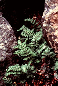 Cheilanthes marantae, felce caratteristica delle ofioliti. Foto Carlo Ferrari, Mostra e Catalogo Biodiversità in Emilia-Romagna 2003