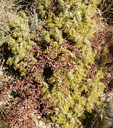 107 Macchia spinosa di ginepro (Juniperus communis) e agazzino (Pyracantha coccinea). Foto F.Ambrosini, archivio Servizio Parchi e Risorse forestali della Regione Emilia-Romagna