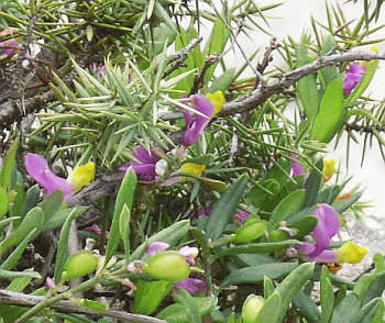 Rametti di Ginepro (Juniperus communis) e fioritura di Falsobosso (Polygala chamaebuxus). Foto Stefano Bassi