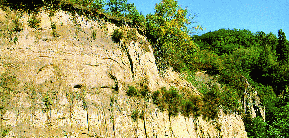 Rupe fossilifera nella Riserva del Piacenziano. Foto G. Raineri, archivio Servizio Parchi e Risorse Forestali della Regione Emilia-Romagna