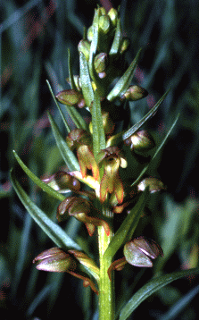 Celoglosso verde (Coeloglossum viride), orchidea rara e poco appariscente. Foto Ivano Togni, Mostra e Catalogo Biodiversità in Emilia-Romagna 2003   