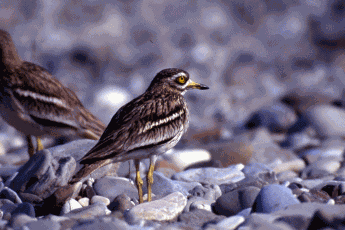  Occhione (Burhinus oedicnemus). Foto Franca Zanichelli, Mostra e Catalogo Biodiversità in Emilia-Romagna 2003   