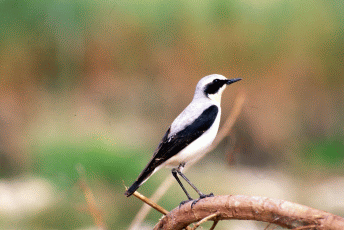 Culbianco (Oenanthe oenanthe). Foto Maurizio Bonora, Mostra e Catalogo Biodiversità in Emilia-Romagna 2003