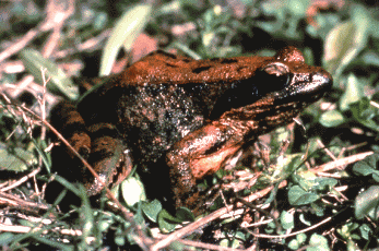 Rana di Lataste (Rana latastei). Foto Guglielmo Stagni, Mostra e Catalogo Biodiversità in Emilia-Romagna 2003