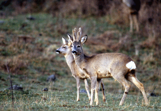  Caprioli. Foto Maurizio Bonora, Mostra e Catalogo Biodiversità in Emilia-Romagna 2003