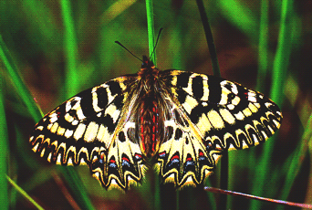 Zerinthia polixena. Foto Ivano Togni, Mostra e Catalogo Biodiversità in Emilia-Romagna 2003