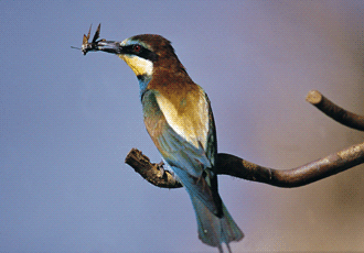 203 Gruccione (Merops apiaster). Foto Maurizio Bonora, Mostra e Catalogo Biodiversità in Emilia-Romagna 2003