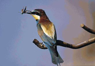 Gruccione (Merops apiaster). Foto Maurizio Bonora, Mostra e Catalogo Biodiversità in Emilia-Romagna 2003