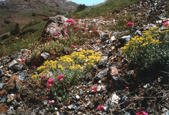 Alyssum bertolonii (serpentinofita gialla) e Silene armeria (mediterranea rosa). Foto Carlo Ferrari, Mostra e Catalogo Biodiversità in Emilia-Romagna 2003