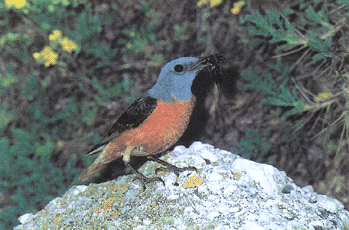 Codirossone (Monticola saxatilis). Foto Cagnucci LIPU Parma - da Ravasini M., 1995, Avifauna nidificante nella provincia di Parma