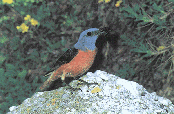 206 Codirossone (Monticola saxatilis). Foto Cagnucci LIPU Parma, da Ravasini M., 1995 Avifauna nidificante nella provincia di Parma