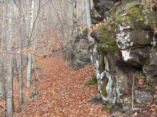 Faggeta del Groppo. Foto Antonio Mortali, Consorzio Comunalie Parmensi