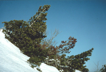 Il Pino uncinato in regione è presente solo sul Monte Nero e sul Ragola. Foto Giuseppe Vignali, Mostra e Catalogo Biodiversità in Emilia-Romagna 2003