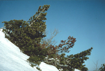 208 Il Pino uncinato (Pinus mugo subsp. uncinata) in regione è presente solo sul Monte Nero e sul Ragola. Foto Giuseppe Vignali, Mostra e Catalogo Biodiversità in Emilia-Romagna 2003