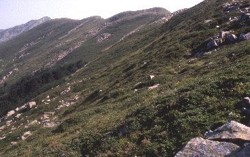 Brughiera cacuminale. Foto Renato Gerdol, Mostra e Catalogo Biodiversità in Emilia-Romagna 2003