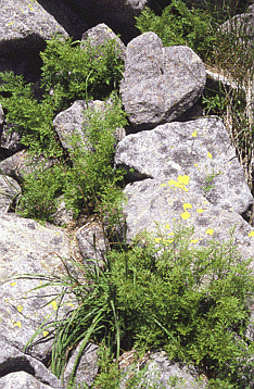 210 Felcetta crespa (Cryptogramma crispa), felce dei ghiaioni d'alta quota. Foto Renato Gerdol, Mostra e Catalogo Biodiversità in Emilia-Romagna 2003
